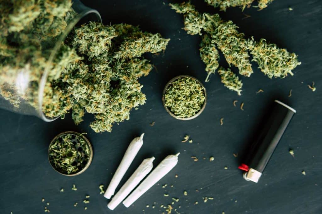 hemp plant vs marijuana