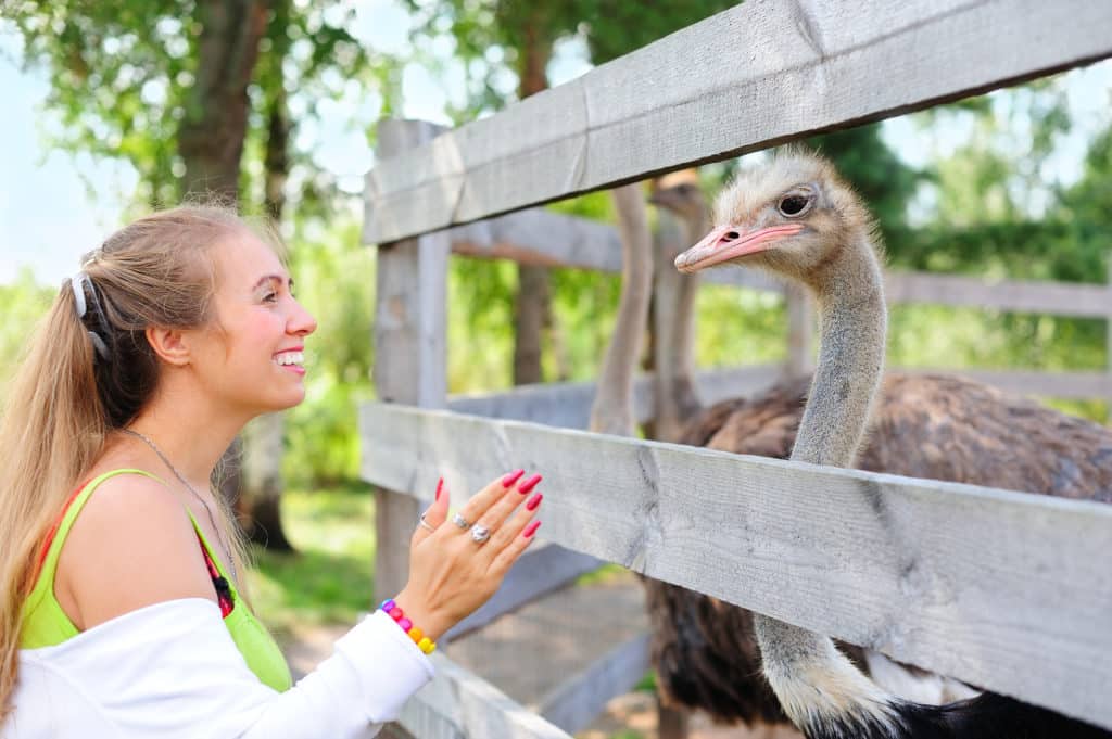 Girl communicating to an ostrich