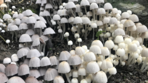 Shrooms growing in the wild