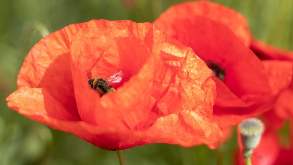 Poppy flower