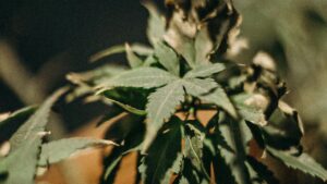 As cannabis use becomes more prevalent, healthcare providers are seeing an increase in a concerning condition called Cannabinoid Hyperemesis Syndrome also known as CHS